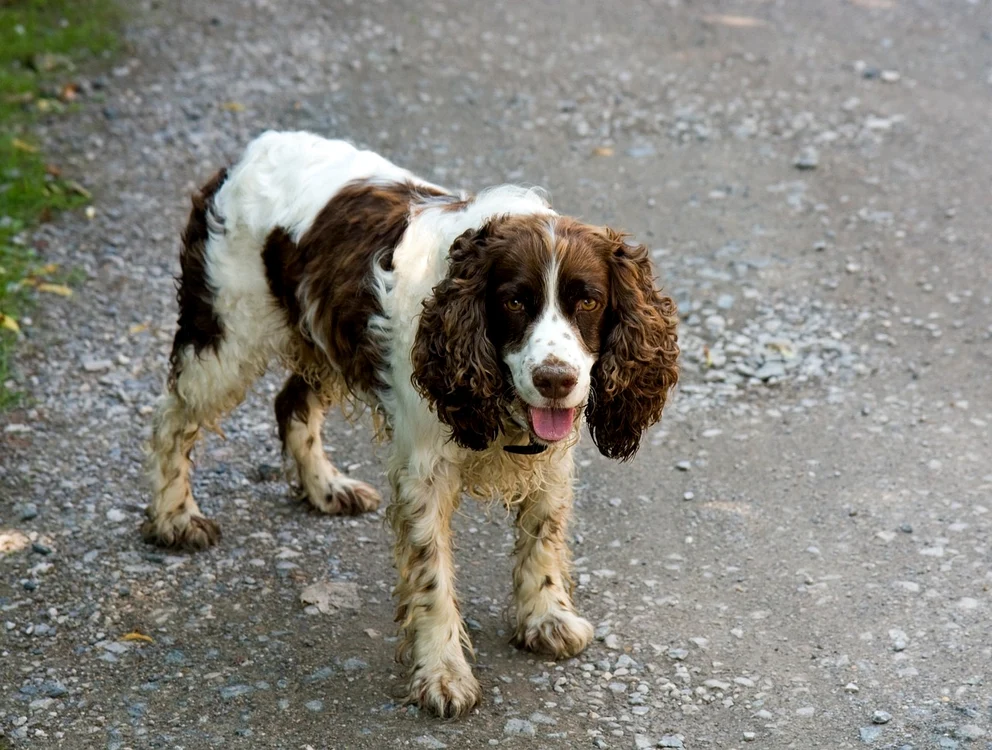 Springer Spanielul Englez este o rasă recunoscută pentru energia debordantă / foto: Pixabay