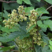 Humulus lupulus male flowers RF jpg