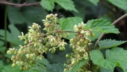 Humulus lupulus male flowers RF jpg