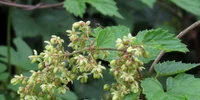 Humulus lupulus male flowers RF jpg
