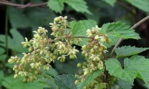 Humulus lupulus male flowers RF jpg