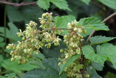 Humulus lupulus male flowers RF jpg