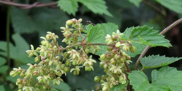 Humulus lupulus male flowers RF jpg