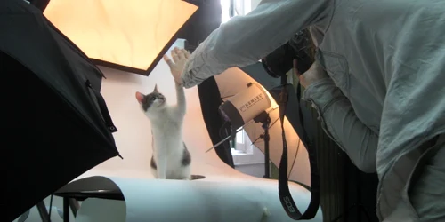 Shoot My Pet