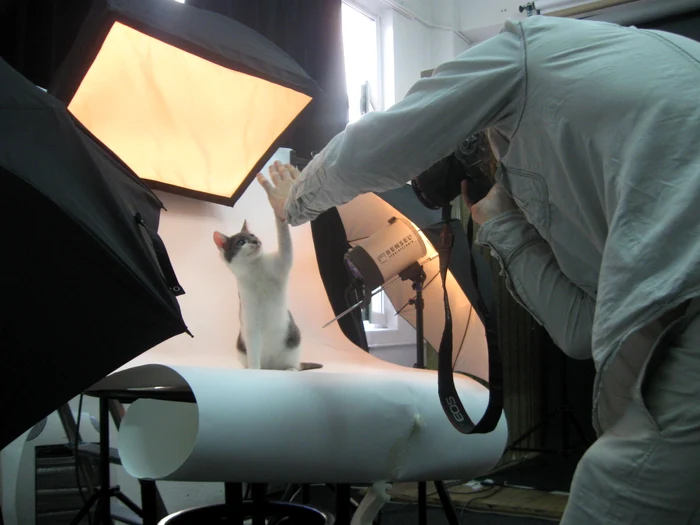 Shoot My Pet