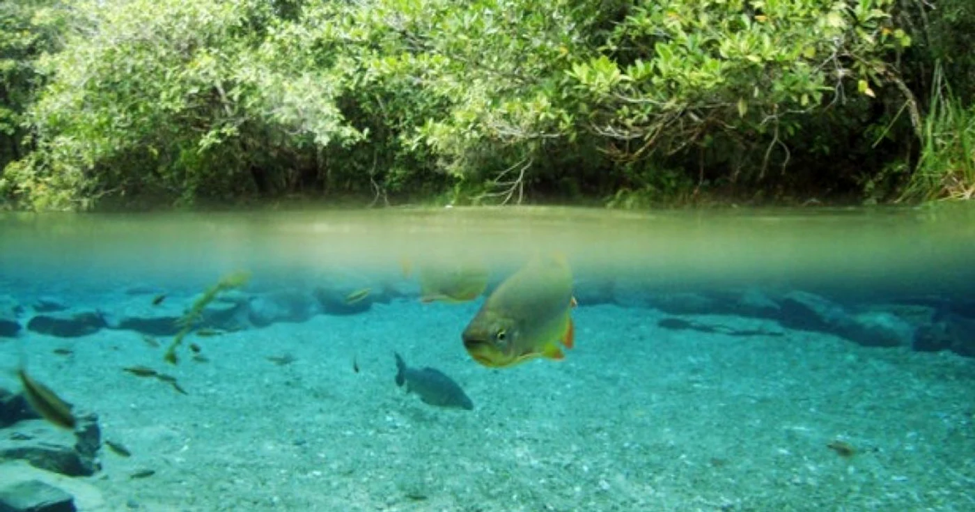 Rio da Prata din oraşul brazilian Bonito. FOTO thrillist.com/Flickr/O Fuji