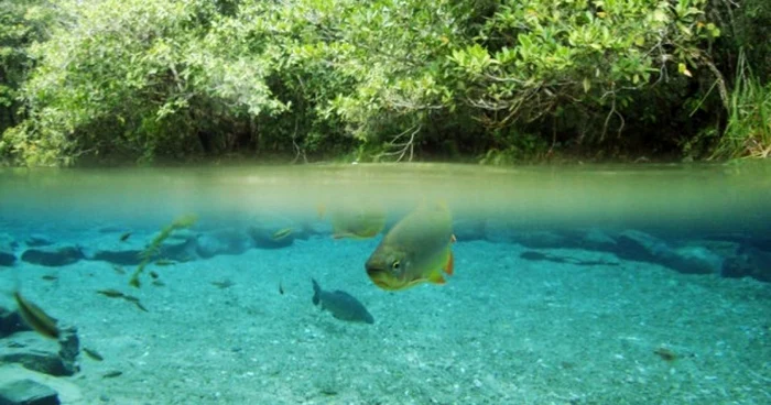 Rio da Prata din oraşul brazilian Bonito. FOTO thrillist.com/Flickr/O Fuji