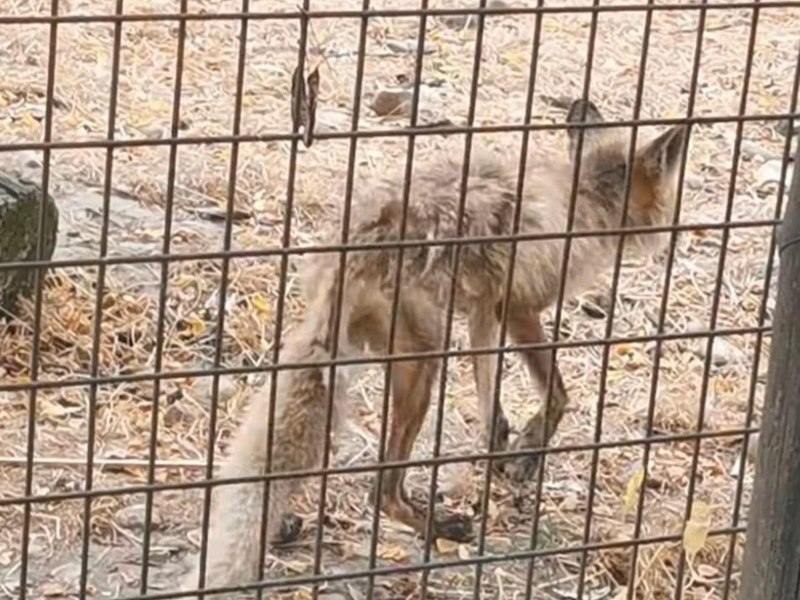 Vulpe în stare deplorabilă la Zoo Vâlcea. Un ONG cere închiderea grădinii zoologice și transferul animalelor către centre specializate și sanctuare