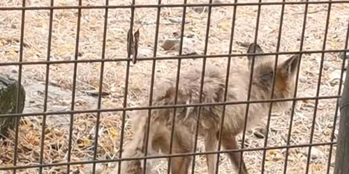 animal slabit la zoo valcea foto facebook png