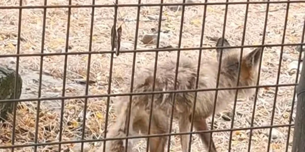 animal slabit la zoo valcea foto facebook png
