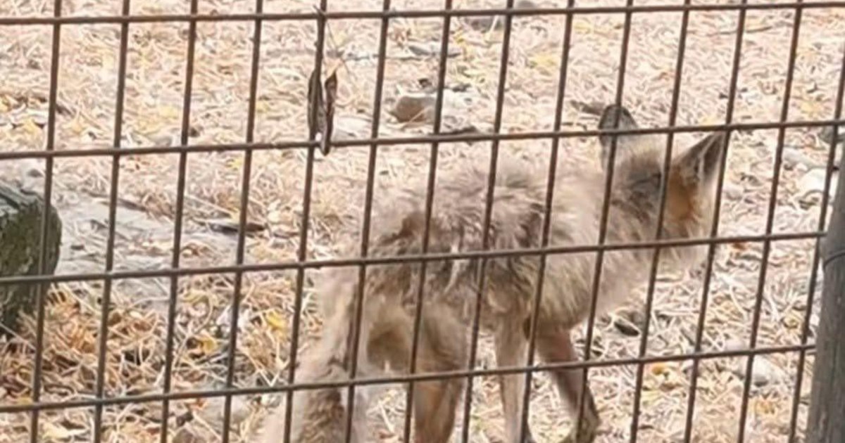 Vulpe abuzată la Zoo Vâlcea: ONG solicită închiderea grădinii zoologice și salvarea animalelor. Vulpe abuzată la Zoo Vâlcea: ONG solicită închiderea grădinii zoologice și salvarea animalelor.