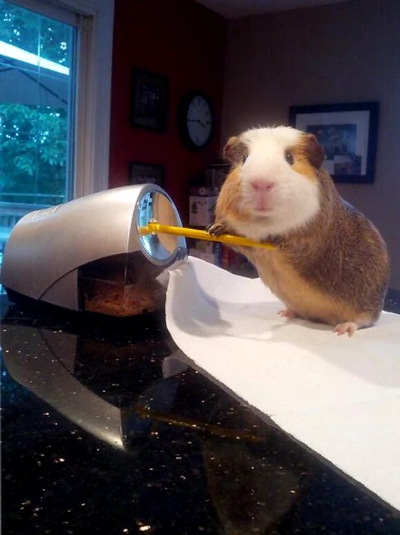 Porcuşorul de Guineea (FOTO CATERS)