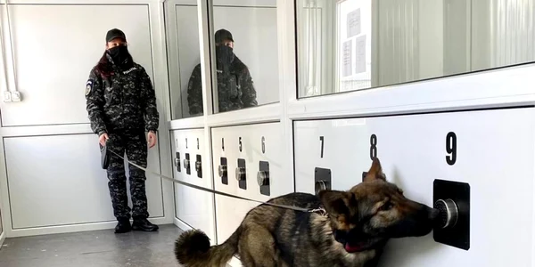 Câine care miroase virusul 