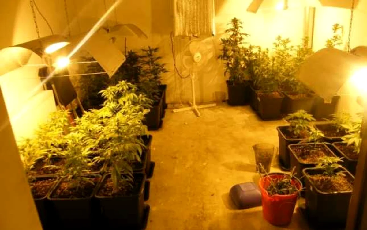 15 plante de cannabis au găsit anchetatorii la domiciliul bărbatului din Braşov Imagine: Adevărul