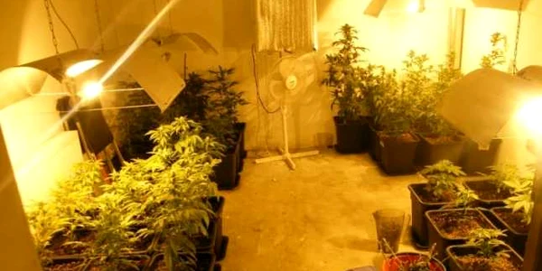 canabis indoor