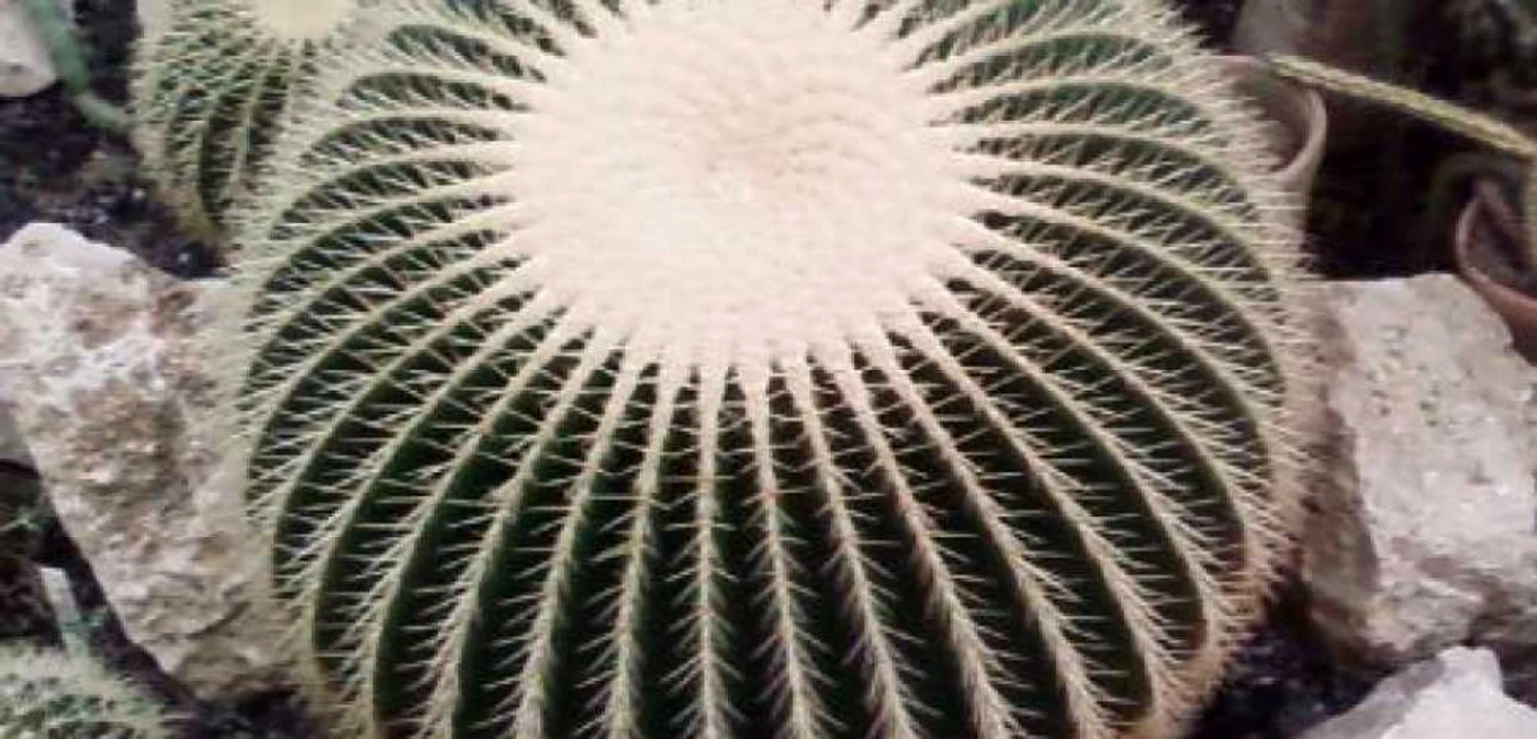 Cactusul poate rezista luni întregi fără să fie udat