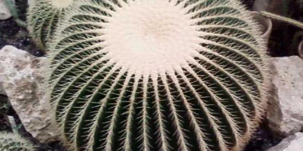 cactus foto