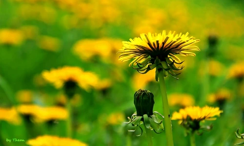 cura de slăbire cu păpădie jpeg