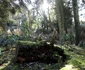 Parcul Dendrologic din Simeria Foto Daniel Guță ADEVĂRUL (23) JPG