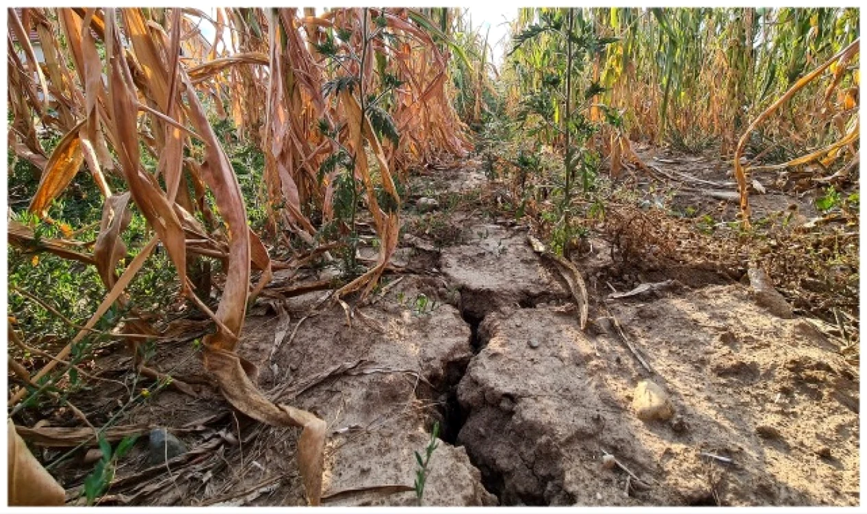 Arde pământul! S-au înjumătăţit resursele de apă din râuri şi baraje
