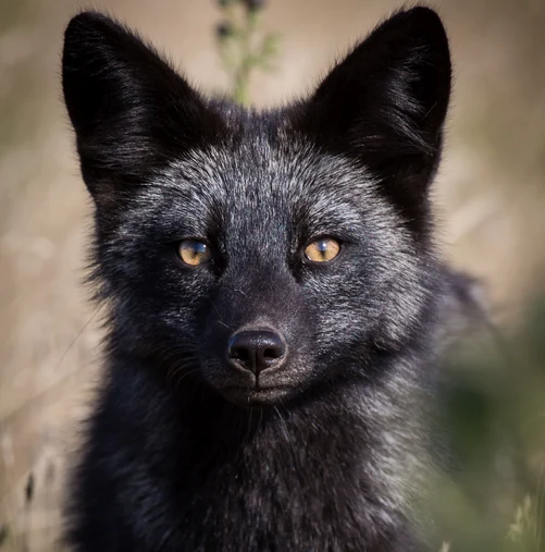Conform superstițiilor, vulpile negre sunt aducătoare de ghinion / Foto: Shutterstock