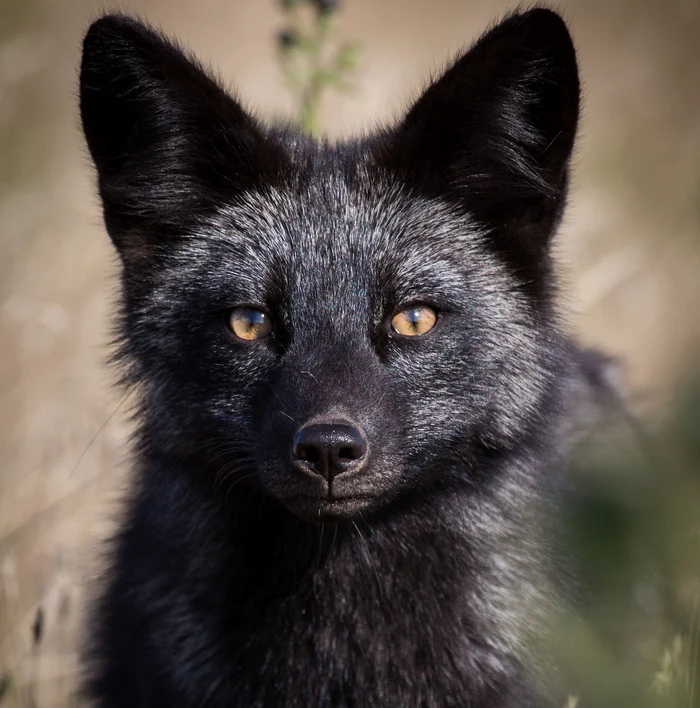 Conform superstițiilor, vulpile negre sunt aducătoare de ghinion / Foto: Shutterstock