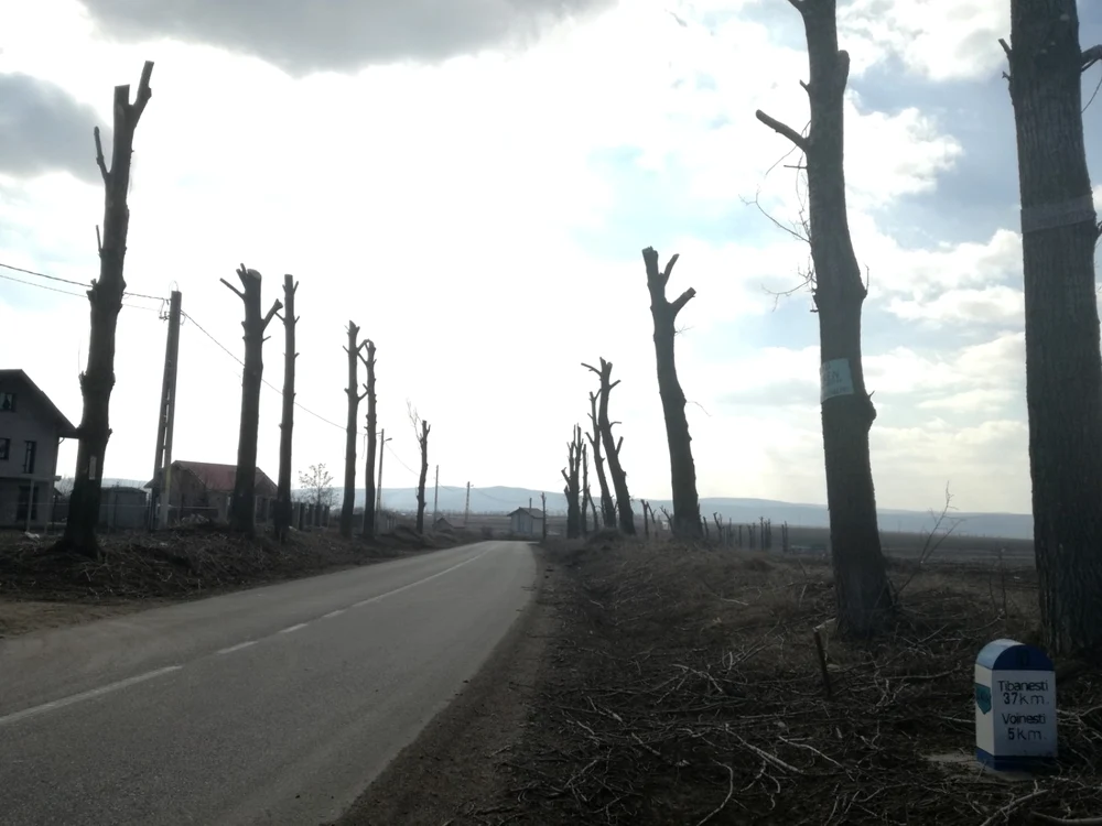 Copaci tăiaţi pe drumul Iaşi-Voineşti Foto Simona Stanciu