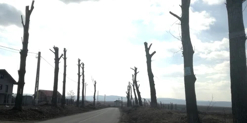 Copaci tăiaţi pe drumul Iaşi-Voineşti Foto Simona Stanciu 