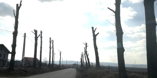 Copaci tăiaţi pe drumul Iaşi-Voineşti Foto Simona Stanciu 