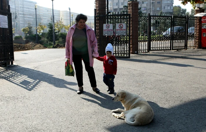 La peste o lună de când Ionuţ Anghel (4 ani) a fost sfâşiat de câini, un maidanez stătea nestingherit chiar la intrare în Parcul Tei. Duminică, un alt copil a fost atacat de câini tot în sectorul 2 FOTO Marian Iliescu