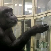 Ai, cimpanzeul geniu foto Kyodo jpg