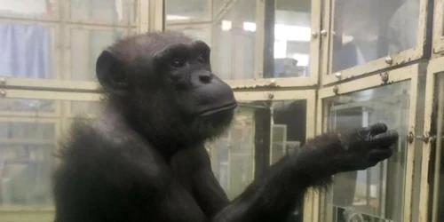 Ai, cimpanzeul geniu foto Kyodo jpg