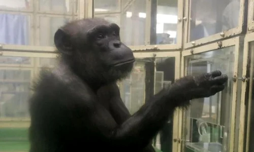 Ai, cimpanzeul geniu foto Kyodo jpg