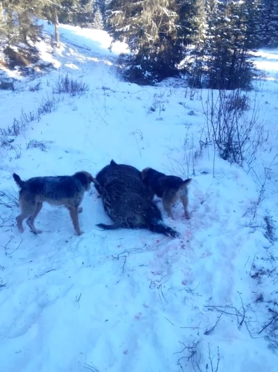 După ce a fost împuşcat, mistreţul a fost sfâşiat de câinii de vânătoare în timp ce agoniza FOTO: Facebook