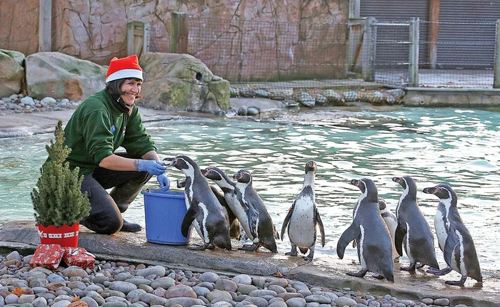 Pinguinii au stat la coadă să-şi primească darurileFotografii: Hepta / Splash News