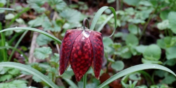 laleaua pestrita 