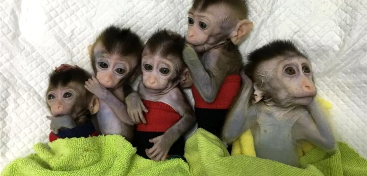 Maimuţe modificate genetic