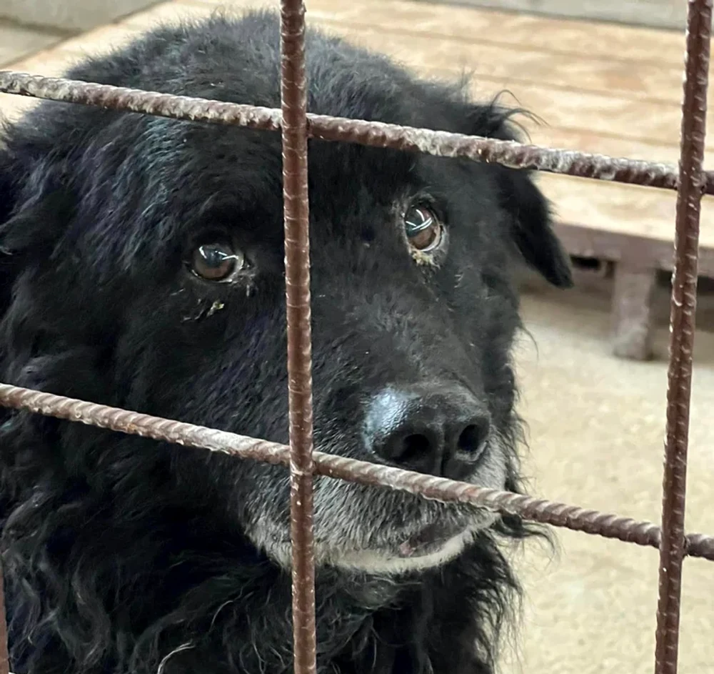 Eutanasieri fictive făcută de o firmă de gestionare a câinilor fără stăpân. Societatea a încasat bani publici timp de trei ani și jumătate