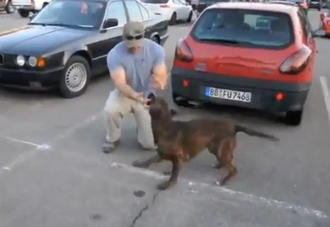 Câinele credincios îşi arată iubirea pentru stăpânul său