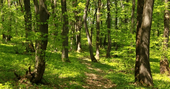 Pădure FOTO: arhiva Adevărul