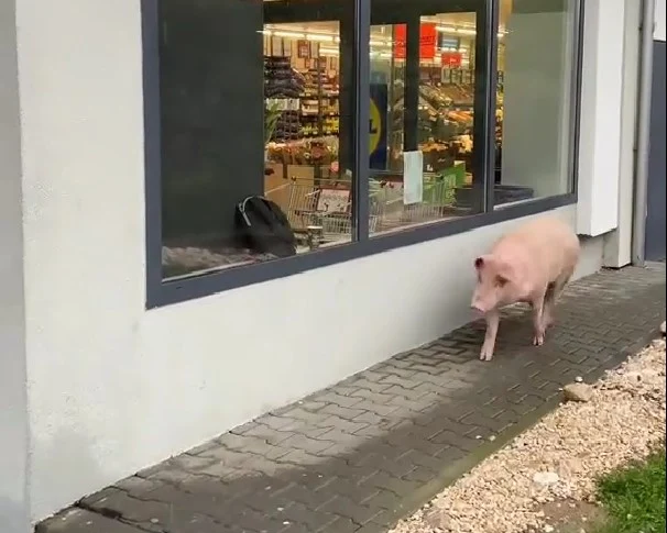 Moment hilar în fața unui supermarket: un porc a vrut să intre în magazin. Reacția paznicului a devenit virală