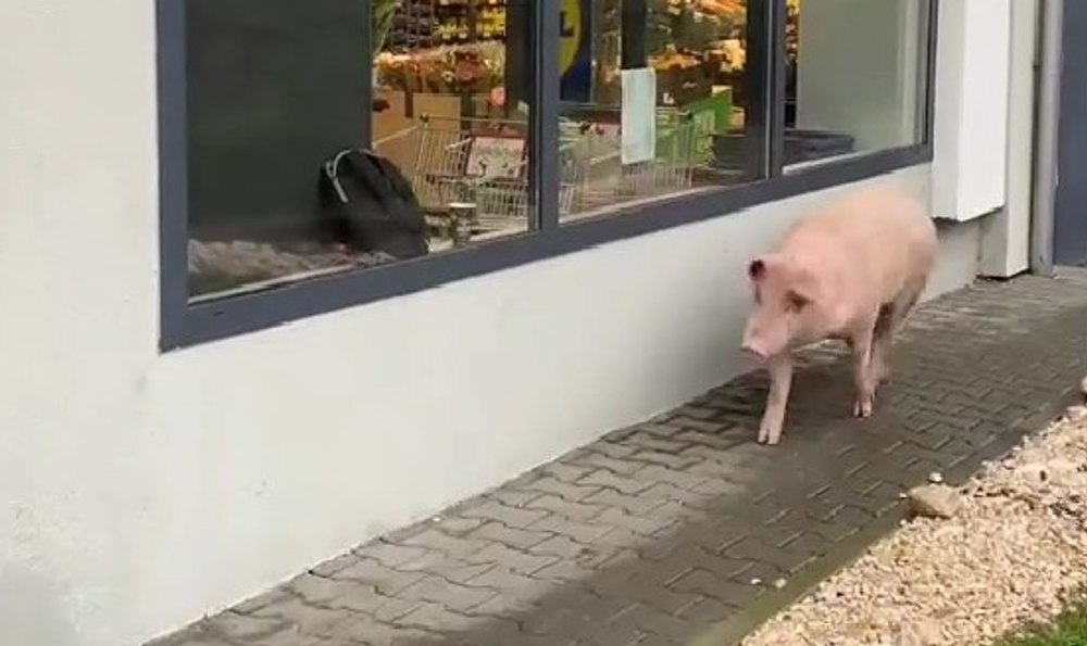 Moment hilar în fața unui supermarket: un porc a vrut să intre în magazin. Reacția paznicului a devenit virală