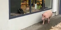 un porc a incercat sa intre in Lidl jpg