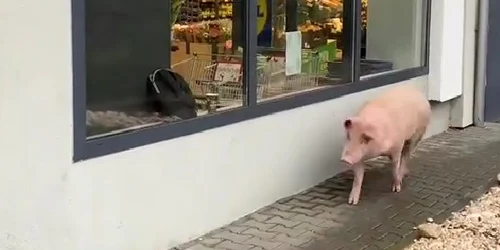un porc a incercat sa intre in Lidl jpg
