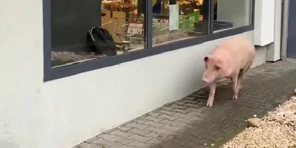 un porc a incercat sa intre in Lidl jpg