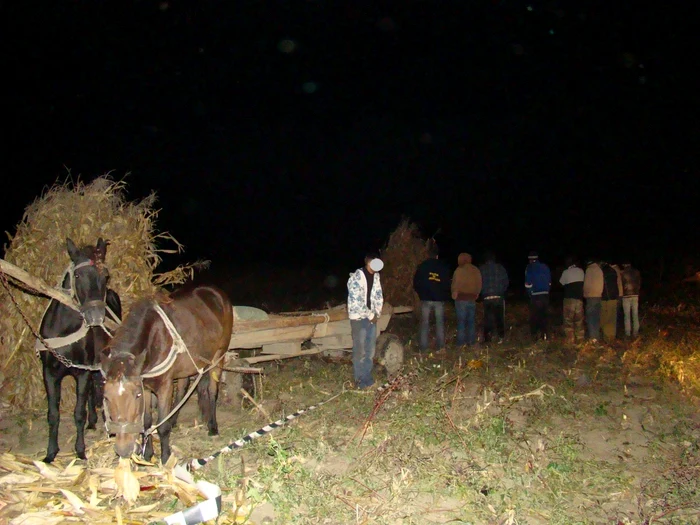 Traficanţii de ţigări încercau să încarce ţigările de contrabandă în căruţă. FOTO Poliţia de Frontieră Botoşani