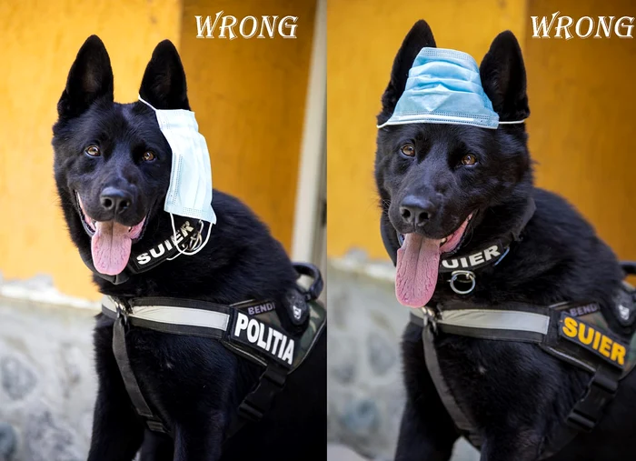 
    Șuier a devenit viralfoto: Facebook / MAI  