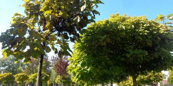 arbori talie mica