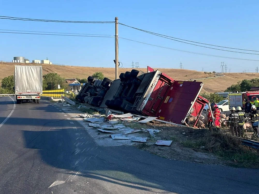 Autocamionul  transporta porci preluați de la o fermă din Ipotești FOTO: martor