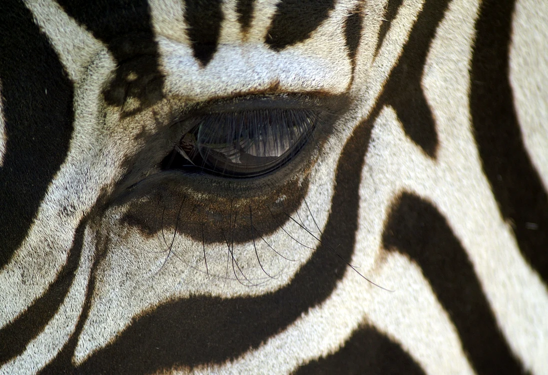 „Zebra striping”, o nouă tendință din baruri pentru limitarea consumului de alcool. Foto: Pixabay